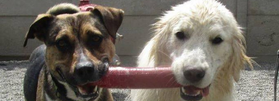 goughnuts dog toys